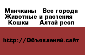 Манчкины - Все города Животные и растения » Кошки   . Алтай респ.